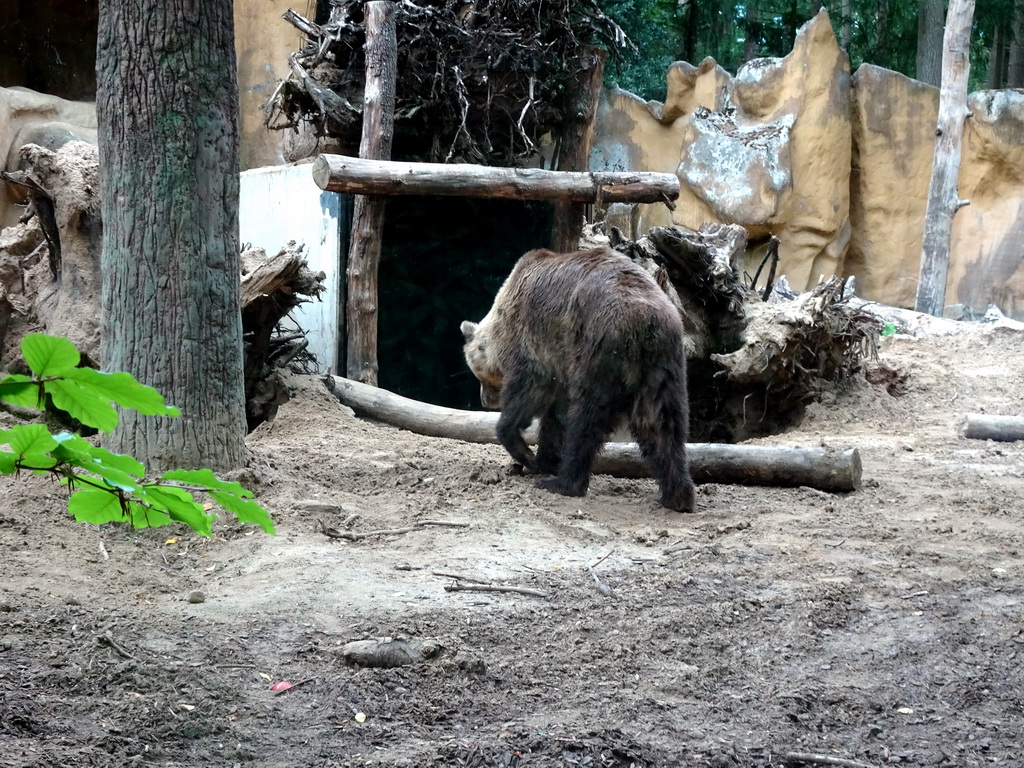 Brown Bear at the DierenPark Amersfoort zoo