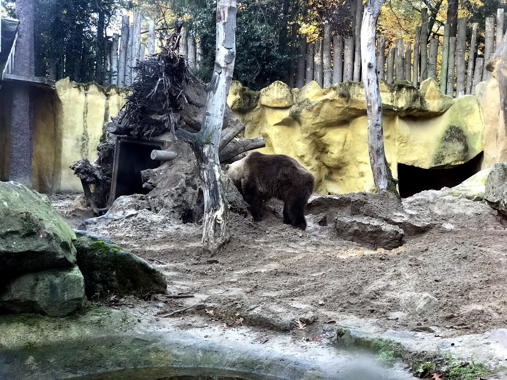 Brown Bear at the DierenPark Amersfoort zoo