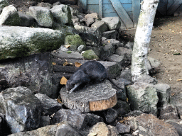 Asian Small-clawed Otter at the DierenPark Amersfoort zoo