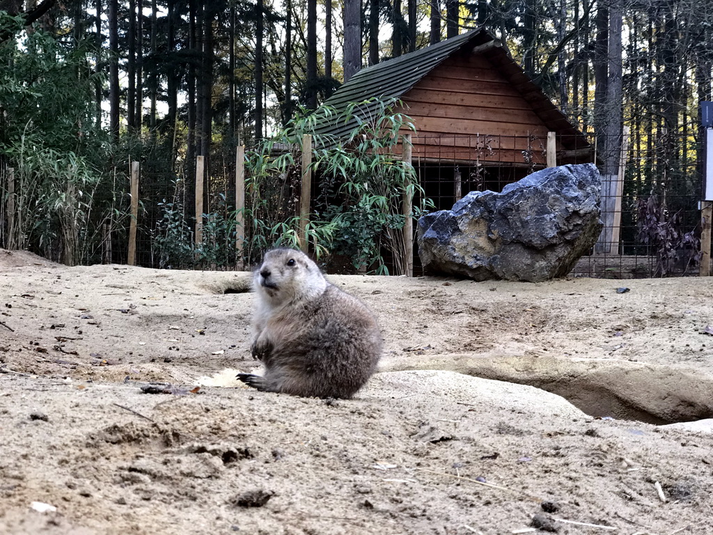 Prairie Dog at the DierenPark Amersfoort zoo