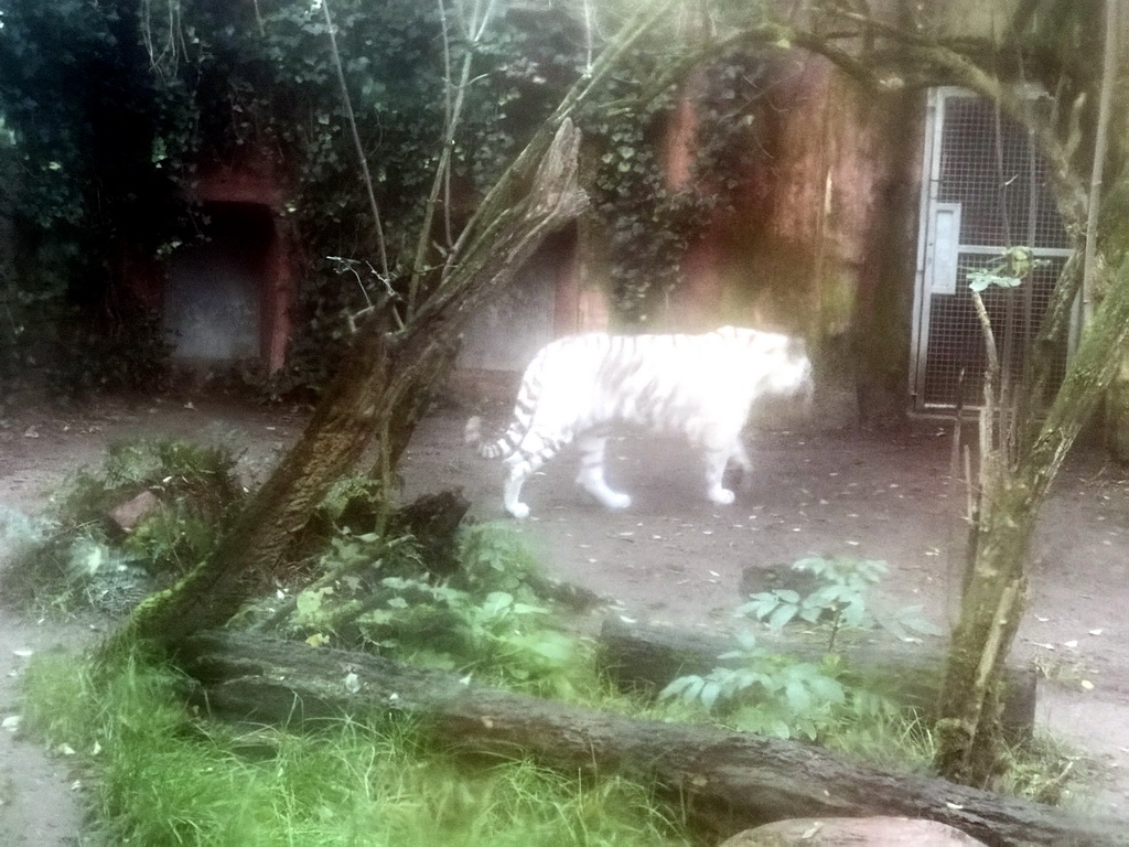 White Tiger at the DierenPark Amersfoort zoo