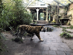 Siberian Tiger at the City of Antiquity at the DierenPark Amersfoort zoo