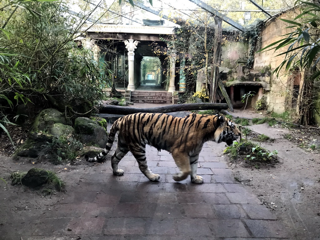 Siberian Tiger at the City of Antiquity at the DierenPark Amersfoort zoo