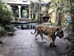 Siberian Tiger at the City of Antiquity at the DierenPark Amersfoort zoo