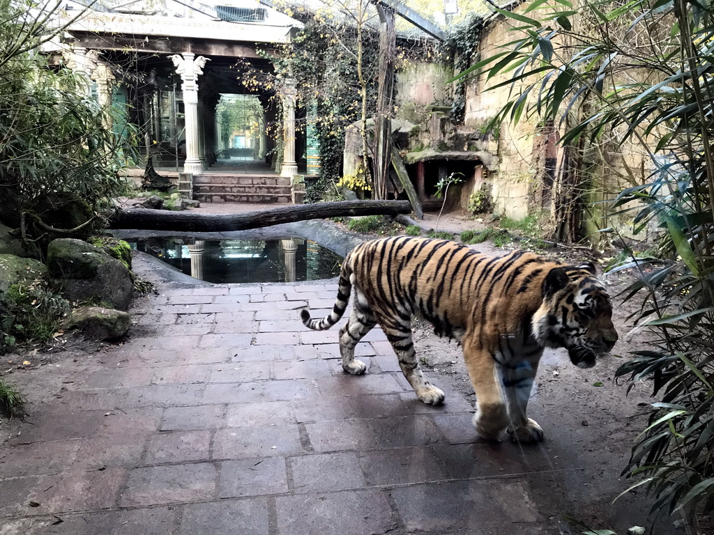 Siberian Tiger at the City of Antiquity at the DierenPark Amersfoort zoo