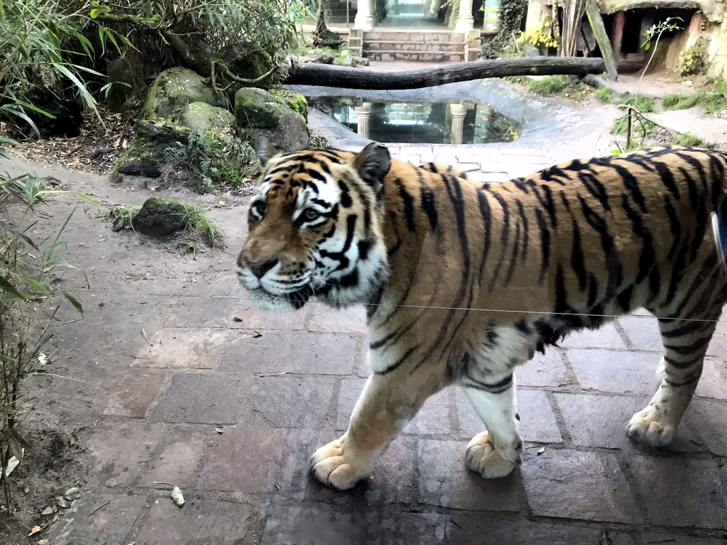 Siberian Tiger at the City of Antiquity at the DierenPark Amersfoort zoo