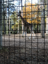 Giraffe at the DierenPark Amersfoort zoo