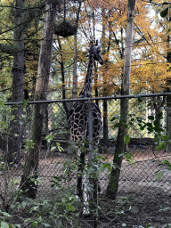 Giraffe at the DierenPark Amersfoort zoo