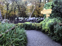 Indian Rhinoceros at the DierenPark Amersfoort zoo, with explanation, viewed from the tourist train