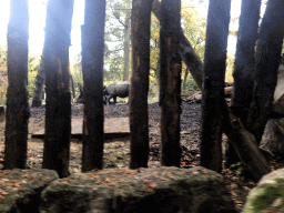 Indian Rhinoceros at the DierenPark Amersfoort zoo, viewed from the tourist train