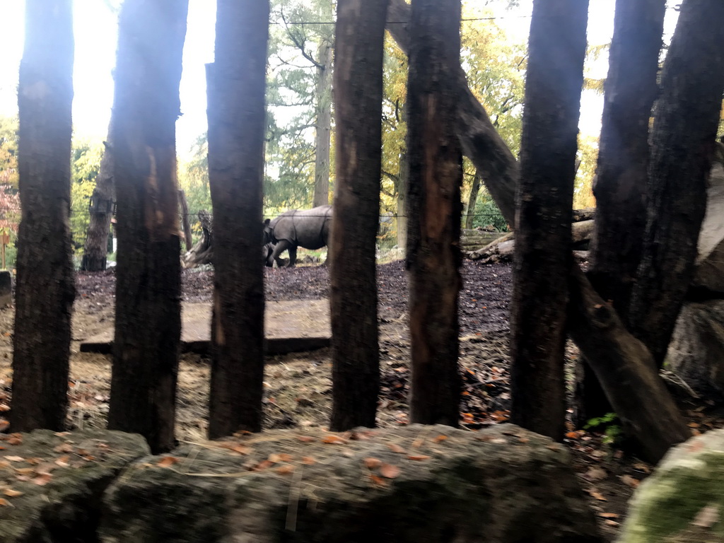 Indian Rhinoceros at the DierenPark Amersfoort zoo, viewed from the tourist train