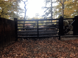 Indian Rhinoceroses at the DierenPark Amersfoort zoo, viewed from the tourist train