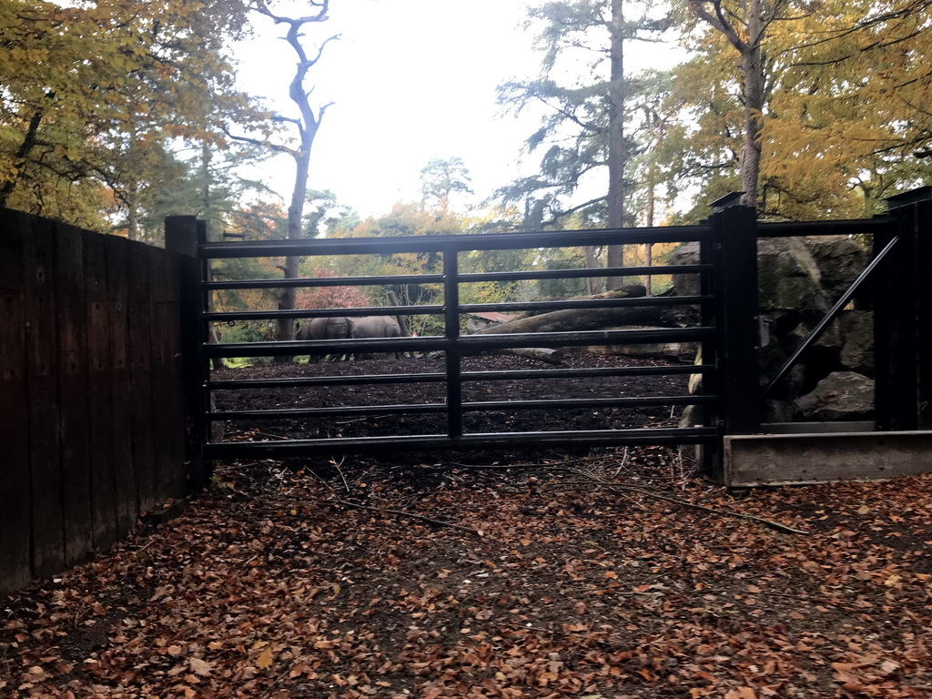 Indian Rhinoceroses at the DierenPark Amersfoort zoo, viewed from the tourist train