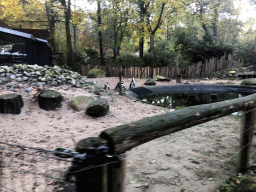 African Penguins at the DierenPark Amersfoort zoo, viewed from the tourist train