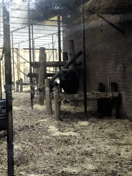 Chimpanzees at the DierenPark Amersfoort zoo