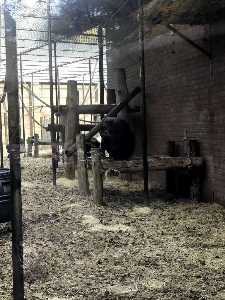 Chimpanzees at the DierenPark Amersfoort zoo