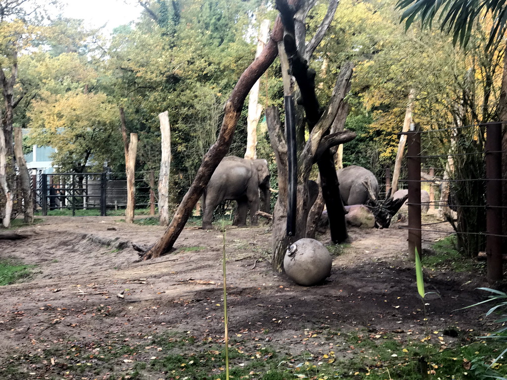 Asian Elephants at the DierenPark Amersfoort zoo