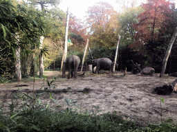 Asian Elephants at the DierenPark Amersfoort zoo