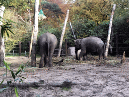 Asian Elephants at the DierenPark Amersfoort zoo