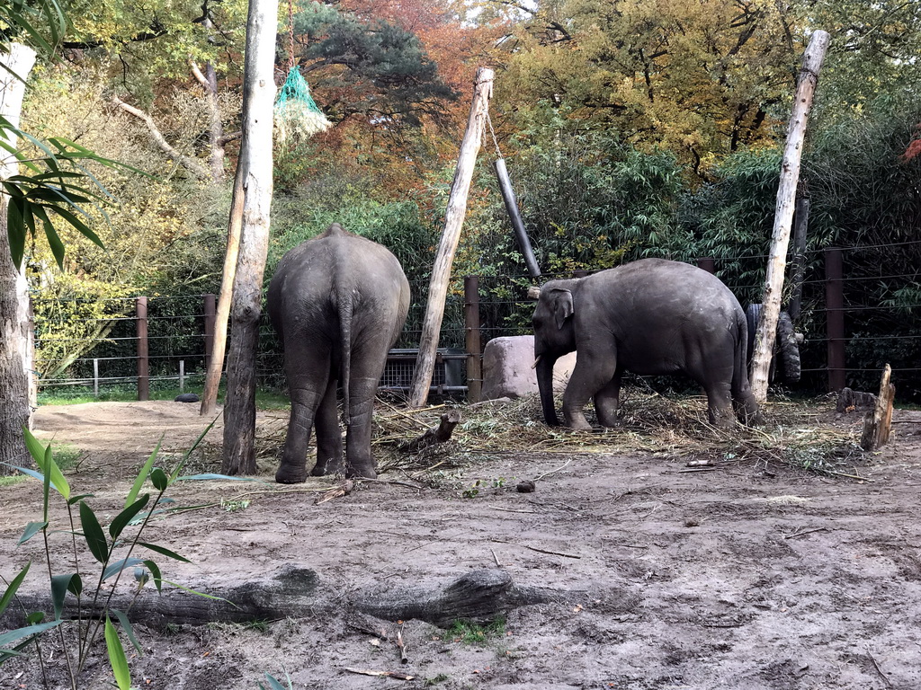 Asian Elephants at the DierenPark Amersfoort zoo