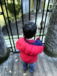 Max at the path above the enclosure of the Brown Bears at the DierenPark Amersfoort zoo