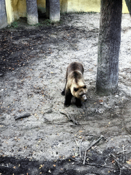 Brown Bear at the DierenPark Amersfoort zoo, viewed from the path above the enclosure