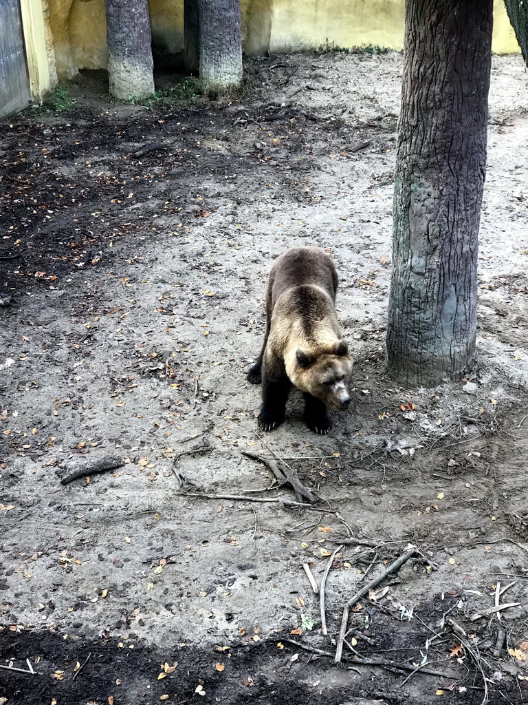 Brown Bear at the DierenPark Amersfoort zoo, viewed from the path above the enclosure