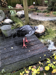 Screamer at the DierenPark Amersfoort zoo