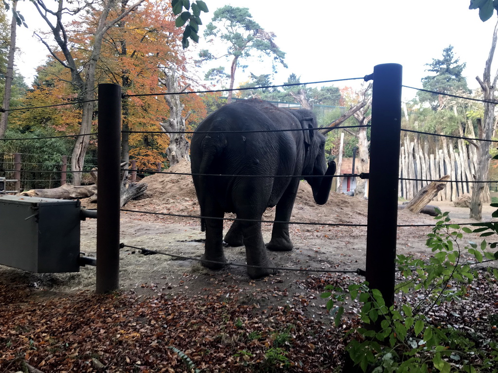 Asian Elephant at the DierenPark Amersfoort zoo