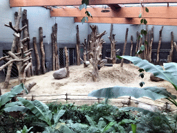 Interior of the enclosure of the Asian Elephants at the DierenPark Amersfoort zoo, viewed from the grandstand