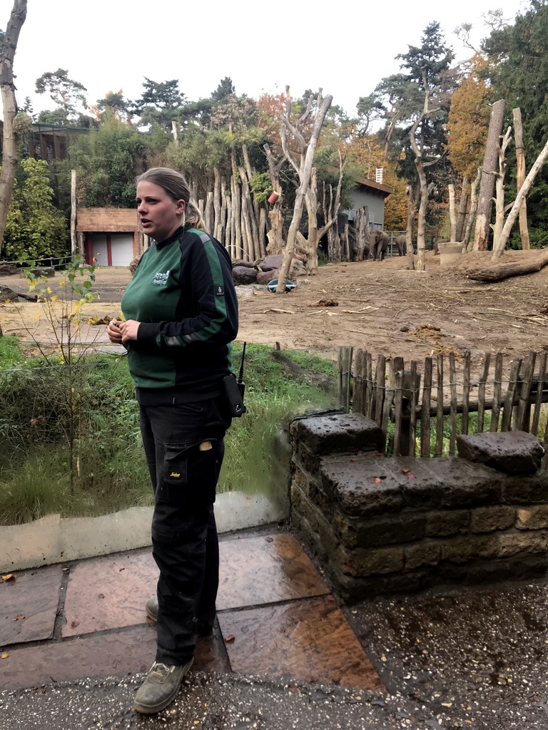 Zookeeper and the Asian Elephants at the DierenPark Amersfoort zoo