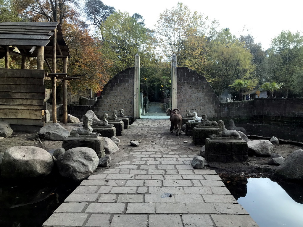 Sphinxes and Barbary Sheep at the City of Antiquity at the DierenPark Amersfoort zoo