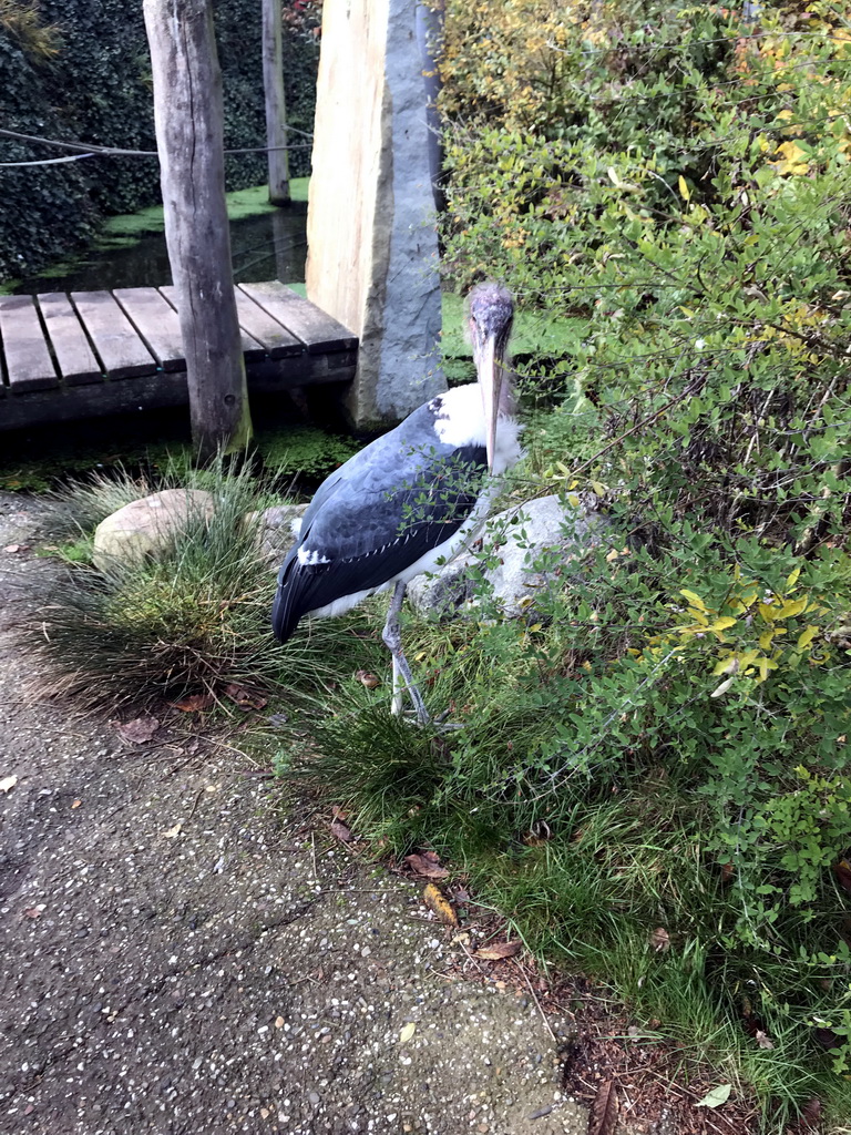 Marabou Stork in the Snavelrijk aviary at the DierenPark Amersfoort zoo