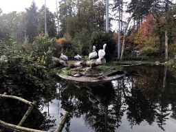 Dalmatian Pelicans and Marabou Storks in the Snavelrijk aviary at the DierenPark Amersfoort zoo