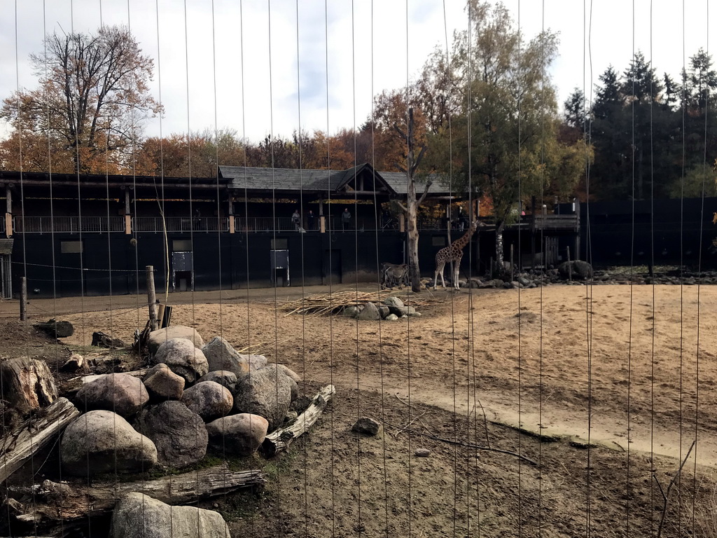 Giraffes and Grévy`s Zebras at the DierenPark Amersfoort zoo