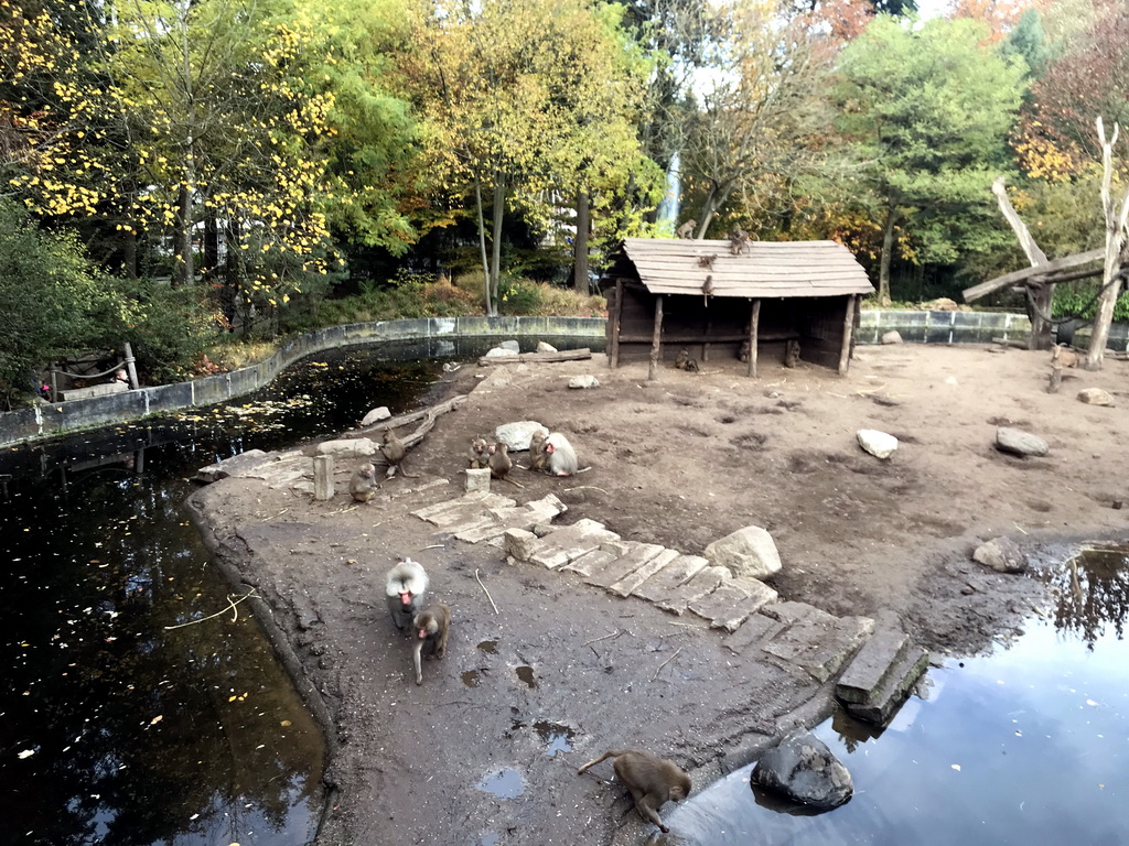 Hamadryas Baboons at the City of Antiquity at the DierenPark Amersfoort zoo