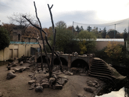 Hamadryas Baboons at the City of Antiquity at the DierenPark Amersfoort zoo