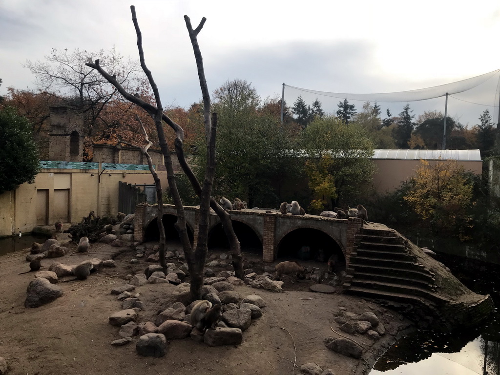 Hamadryas Baboons at the City of Antiquity at the DierenPark Amersfoort zoo