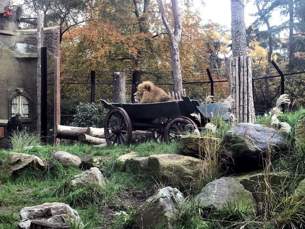 Lion at the City of Antiquity at the DierenPark Amersfoort zoo