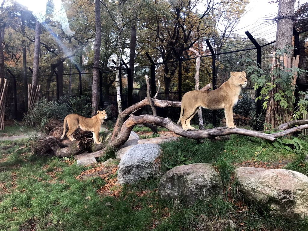 Lions at the City of Antiquity at the DierenPark Amersfoort zoo