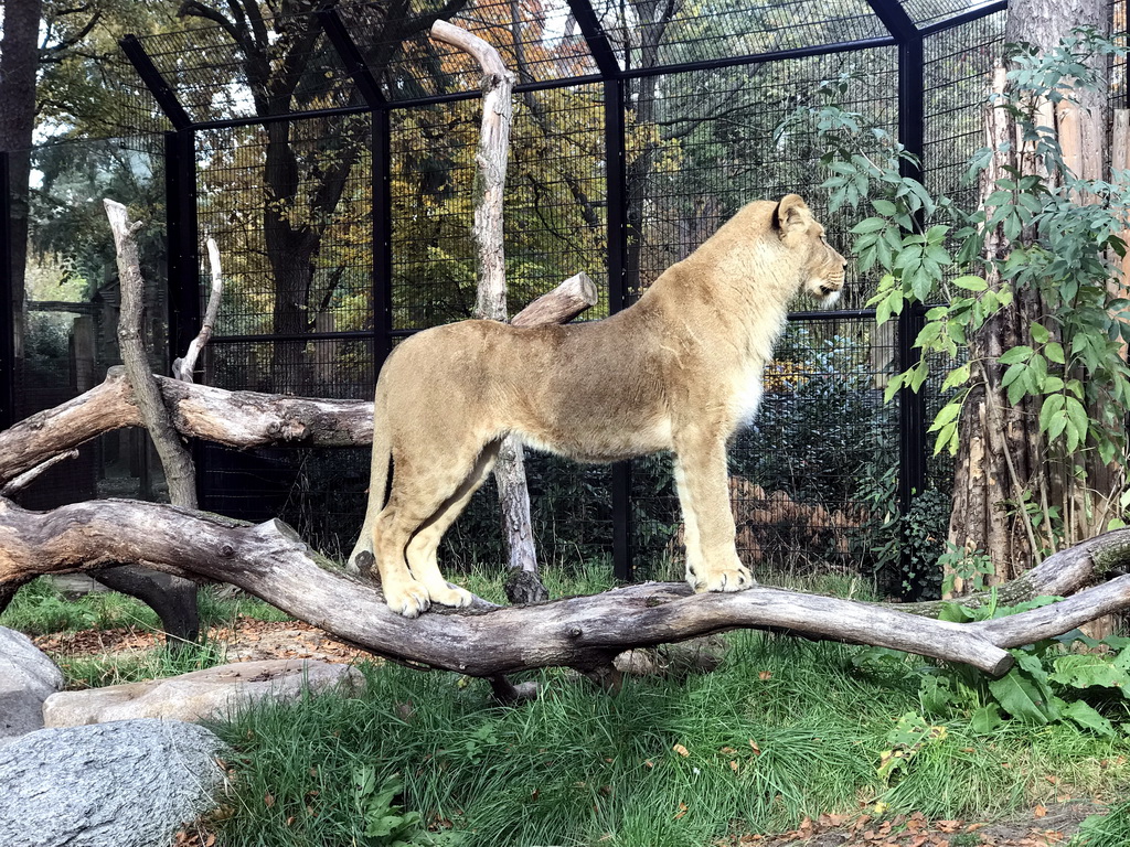 Lion at the City of Antiquity at the DierenPark Amersfoort zoo