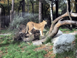 Lion at the City of Antiquity at the DierenPark Amersfoort zoo