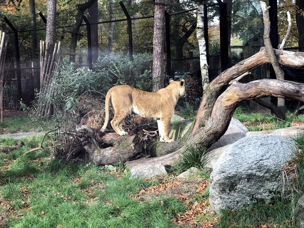 Lion at the City of Antiquity at the DierenPark Amersfoort zoo