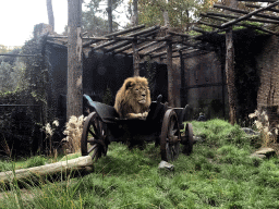 Lion at the City of Antiquity at the DierenPark Amersfoort zoo