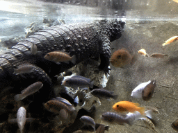 Dwarf Crocodile at the City of Antiquity at the DierenPark Amersfoort zoo