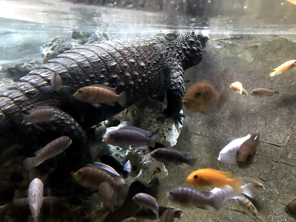 Dwarf Crocodile at the City of Antiquity at the DierenPark Amersfoort zoo