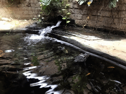 Dwarf Crocodile at the City of Antiquity at the DierenPark Amersfoort zoo