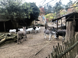 Donkeys and Sheep at the City of Antiquity at the DierenPark Amersfoort zoo