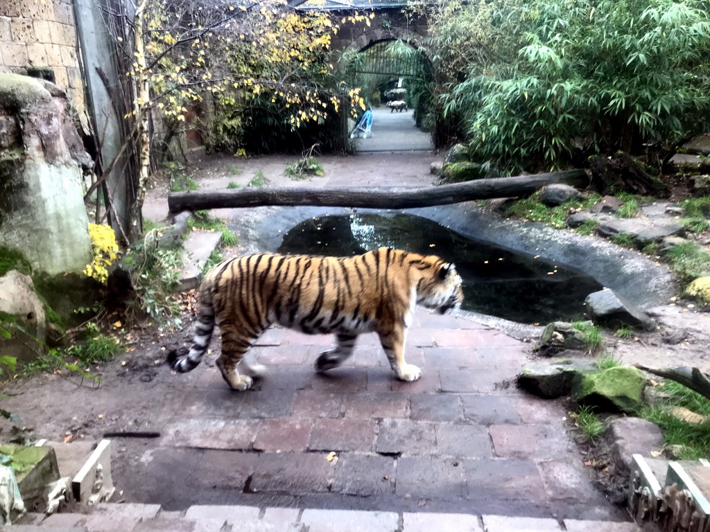 Siberian Tiger at the City of Antiquity at the DierenPark Amersfoort zoo, viewed from the Palace of King Darius