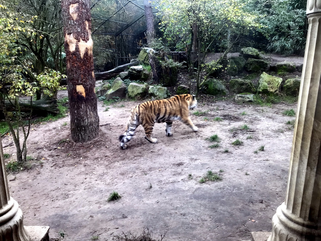 Siberian Tiger at the City of Antiquity at the DierenPark Amersfoort zoo, viewed from the Palace of King Darius